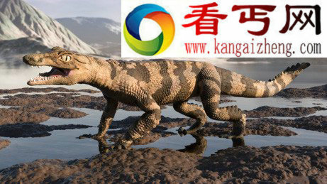 史前鳄鱼群化石扁平鳄是一种坐享其成的捕食者