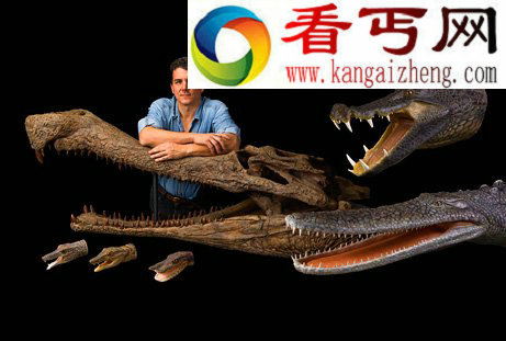 史前鳄鱼群化石扁平鳄是一种坐享其成的捕食者