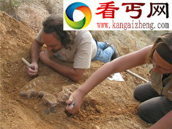 欧洲发现700万年前类人猿化石 颠覆人类进化史