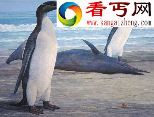 考古学家发现史上最高最重企鹅 1.5米高120斤重