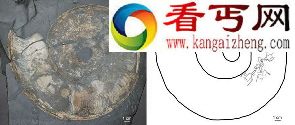 德国页岩中惊现世界最早的龙虾化石(图)