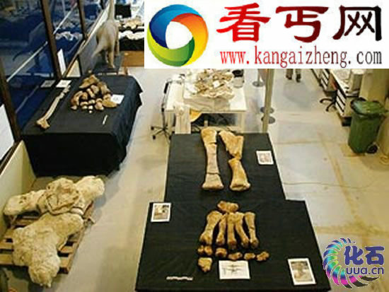 西班牙发现8000万年前欧洲大陆最大恐龙墓地(图) 