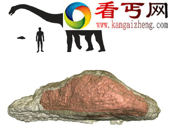 最新发现掠食龙皮肤骨骼化 厚度为大象七倍