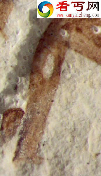 蟋蟀化石证明昆虫听力起源早于5000万年前(图) 