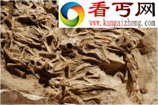 (图)蒙古惊现原角龙巢穴一窝15只小恐龙化石 