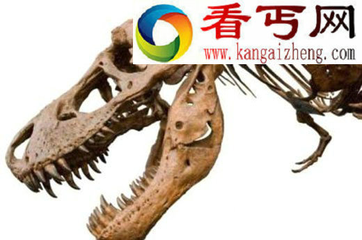 （图）美农民发现6700万年前恐龙牙齿 长约15厘米