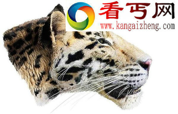 (图)甘肃现老虎始祖龙担虎化石表明老虎起源于中国