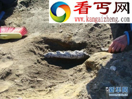 （图）南极发现4900万年前鲸化石