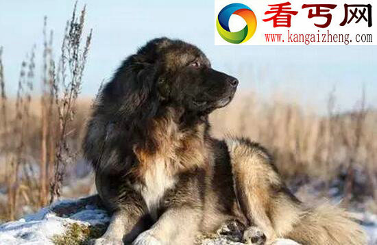 柏林墙边境的守护者——高加索牧羊犬