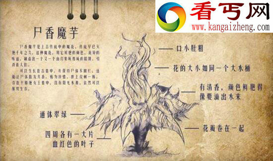 鬼吹灯尸香魔芋，现实存在的死亡之花（致幻）