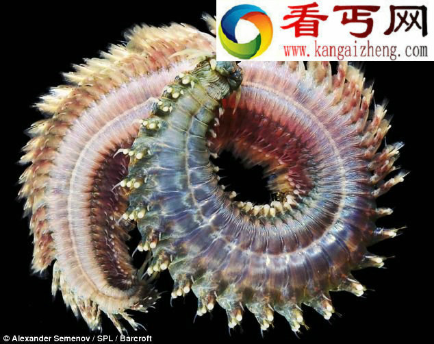 探秘白海奇异生物世界:深海天使五彩斑斓令人惊叹