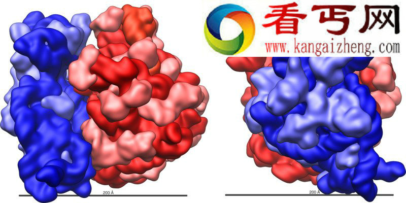 生命进化或由核糖体驱动而非DNA