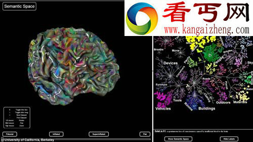 科学家绘制大脑结构图 清晰呈现大脑成像情况/图