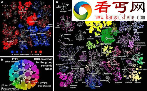 科学家绘制大脑结构图 清晰呈现大脑成像情况/图