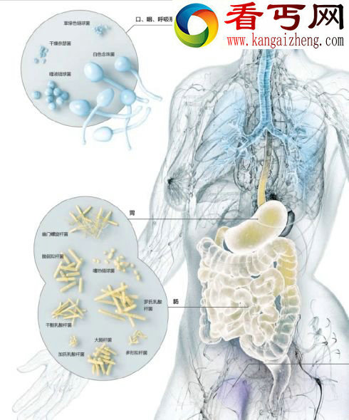 共生细菌数量是细胞的10倍影响人体